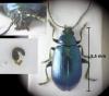 Altica sp.
